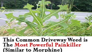 This Common Driveway Weed is The Most Powerful Painkiller (Similar to Morphine)