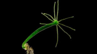 Hydra Linnaeus Found In The Covid Jab â€“ What It Is And What Itâ€™s Designed To Do