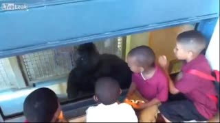 Nigglets Yell Daddy To Gorilla At The Zoo