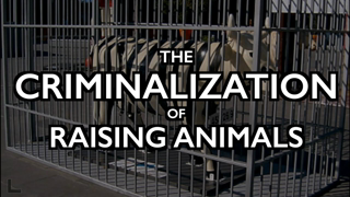 Criminalization of Raising Animals: Dutch Sell "Pig Rights"