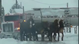 Canadian Amish Join in Convoy: Pure Horsepower