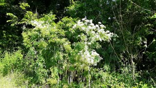 Poison Hemlock- more details on identification and toxicity