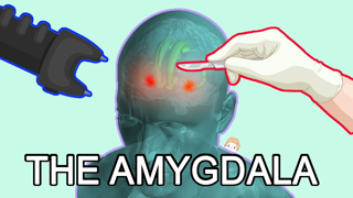 The Amygdala: Fear, Anxiety and Aggression