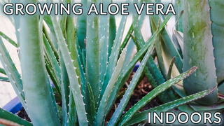 GROWING ALOE VERA INDOORS: 5 REASONS YOU MAY BE HAVING PROBLEMS / JoyUsGarden