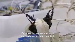 LIVE Beetle Insects Controlled By Electrical Signals In Singapore Labs, Horrifying Cruelty! (2016)