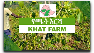 Ethiopia 2020| Visiting Khat farm (á‹¨áŒ«á‰µ áŠ¥áˆ­áˆ» áŒ‰á‰¥áŠá‰µ) in ILUBABOR, Oromia | East Africa's Cash-Crop