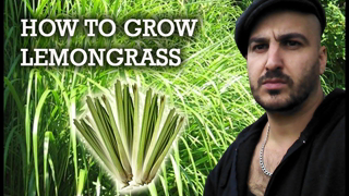 How To Grow Lemongrass from Cuttings - Over wintering in the UK & Cold Climates