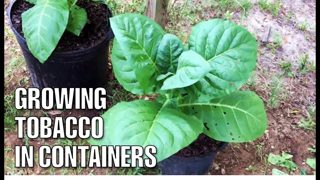 Growing Tobacco in Containers