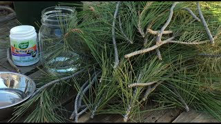 Propagating Pine Trees From Cuttings * Organically Ann