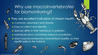 Macroinvertebrates as Bioindicators: A Bug's Life