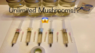 How To Grow Unlimited Mushrooms With Liquid Culture!