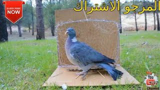 How To Make A Net Bird Trap - Trapping Birds With Net Trap