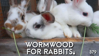 Natural Rabbit Care: Wormwood for Deworming and Parasite Control