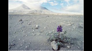 Volcano Tuesdays presents: Soil from Scratch! How plants regrow after a volcanic eruption.