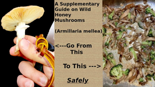 Wild Honey Mushrooms (Armillaria mellea): How to Harvest, Identify, Clean, and Cook