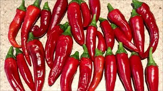 How to Grow Peppers from Seed (Cayenne)