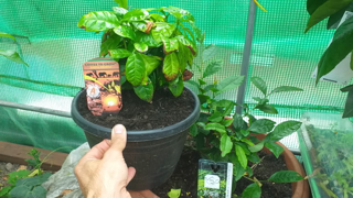 Growing coffee and tea plants in the UK update.