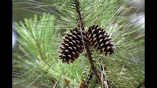 The Secret Of The Pine Needle aka The Penuel Gland in the Holy of Holies AND The Abraham Accord