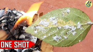 Best Pest Control Method + 6 Ways to Eliminate Aphids MealyBugs with Organic Pesticides