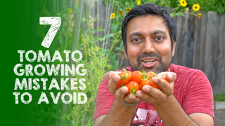 Avoid These 7 Tomato Growing Mistakes