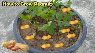 How to Grow Peanuts at home | Growing Peanuts in Pots