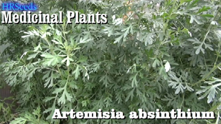 âŸ¹ WORMWOOD, Artemisia absinthium ðŸŒ¿ BE CAREFUL!