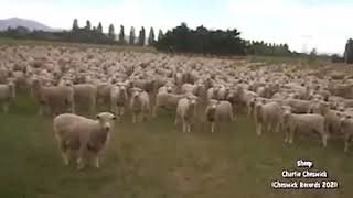 SHEEP