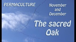 PERMACULTURE - November and December - THE SACRED OAK