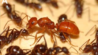 Elite Ant Colony