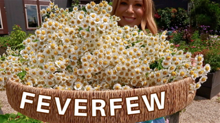 Feverfew HEALS WHAT!?!? Why We Grow It, Healing Benefits, How to Harvest & How to Dry/ Garden How To