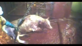 Kosher Cattle Torture