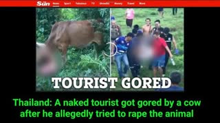 Sick World: tourist allegedly tries to rape a cow in Thailand