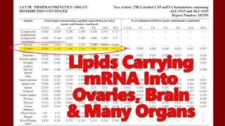 Highly Inflammable Lipids Carrying mRNA Found Accumulating In OVARIES, Brain & Many Other Organs