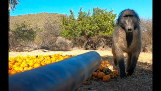 Blowgun, Baboons and  Danger