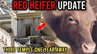 Red Heifers in Israel UPDATE 2022 | ONE YEAR Until The Third Temple | Third Temple Update 2022