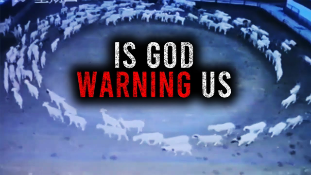 Animals Walking In Circles End Times Warning The Days Of Noah God Speaks Through Animals Animals Walking In Circles End Times Warning The Days Of Noah God Speaks Through Animals