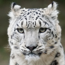 snowyleopard