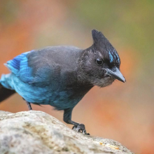 Stellerjay1488卐