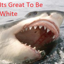 GreatWhiteRwds