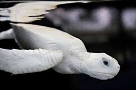 mr_turtle