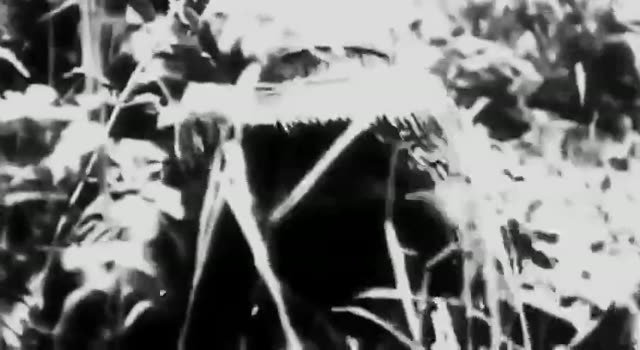 Ashes of the Cross - Nazario Ai