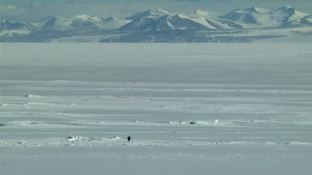 Find your inner penguin